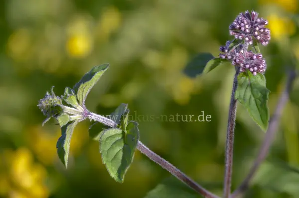 Fokus-Natur Bild