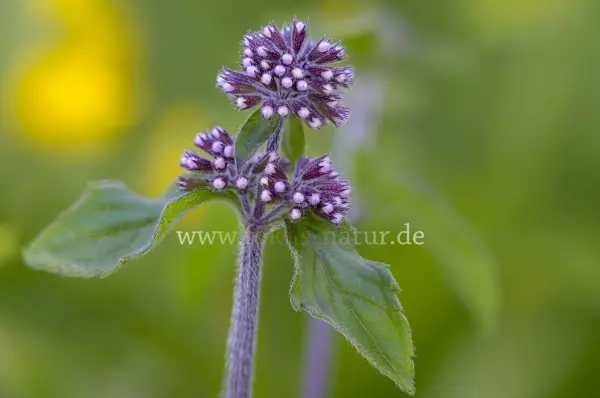 Fokus-Natur Bild