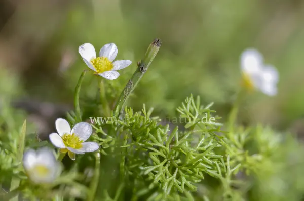 Fokus-Natur Bild