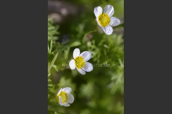 Fokus-Natur Bild
