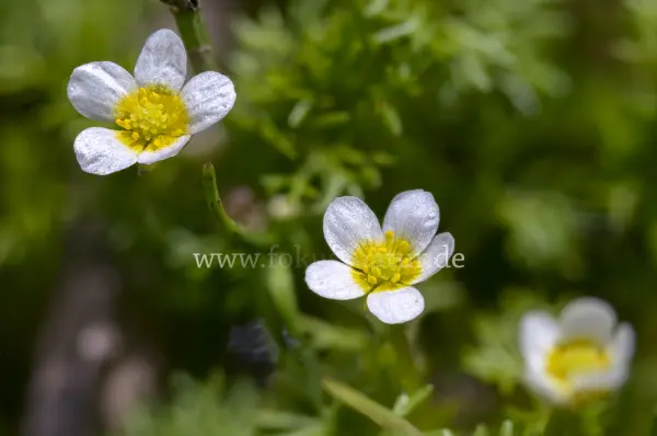 Fokus-Natur Bild