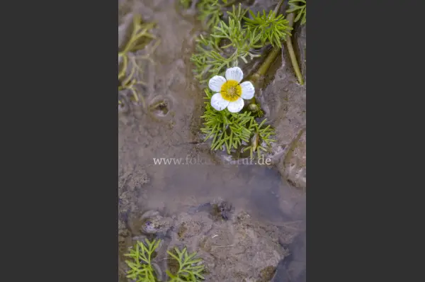 Fokus-Natur Bild