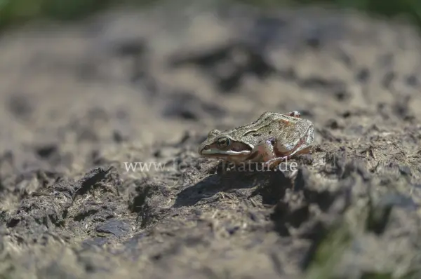 Fokus-Natur Bild