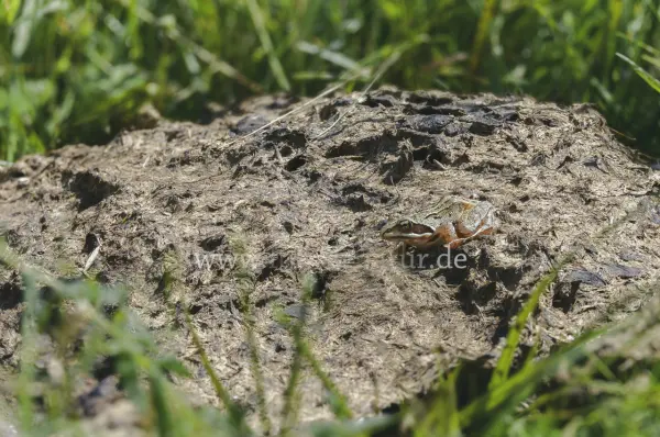 Fokus-Natur Bild