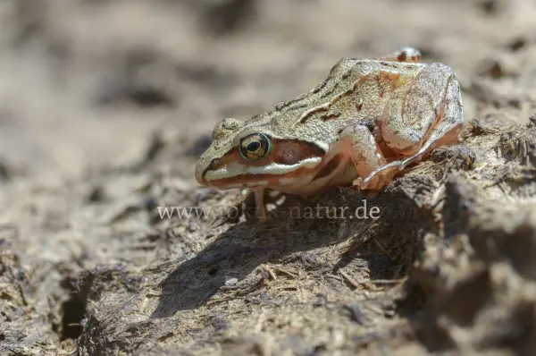 Fokus-Natur Bild