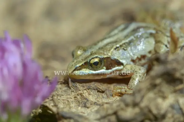 Fokus-Natur Bild