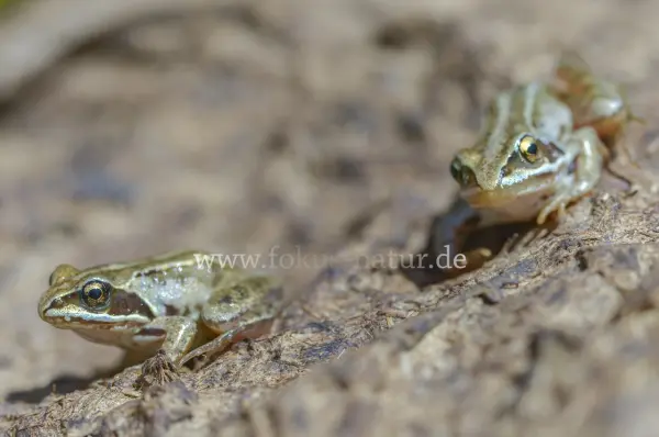 Fokus-Natur Bild