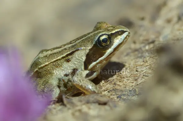 Fokus-Natur Bild