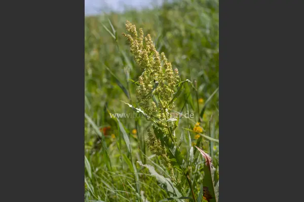 Fokus-Natur Bild