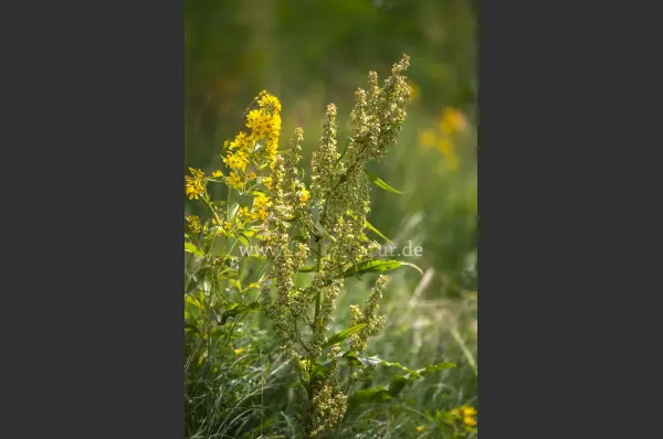 Fokus-Natur Bild