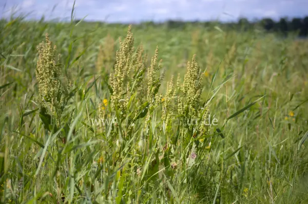 Fokus-Natur Bild