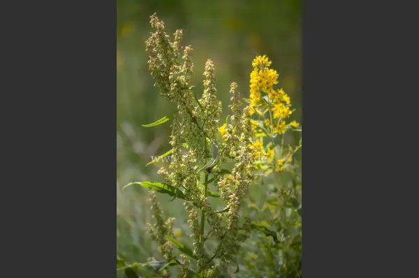 Fokus-Natur Bild