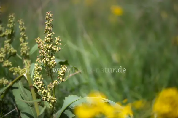 Fokus-Natur Bild