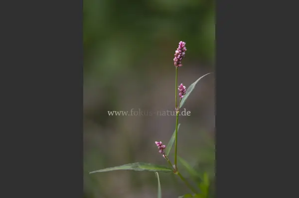 Fokus-Natur Bild