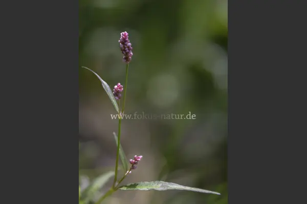 Fokus-Natur Bild