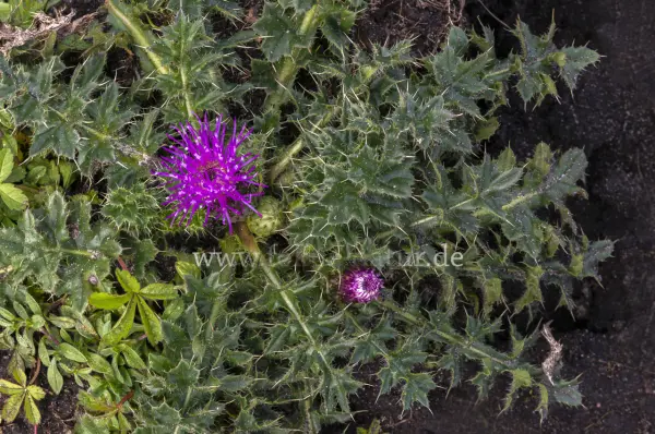 Fokus-Natur Bild