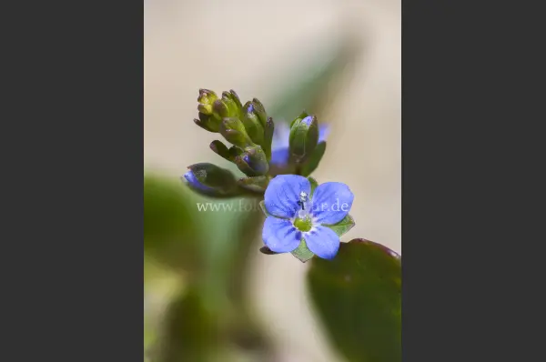 Fokus-Natur Bild