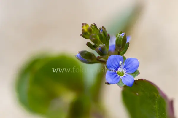 Fokus-Natur Bild