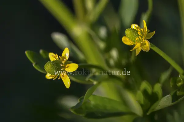 Fokus-Natur Bild