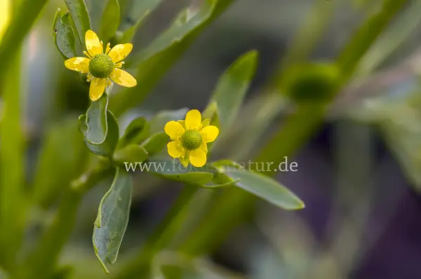 Fokus-Natur Bild