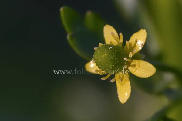 Fokus-Natur Bild