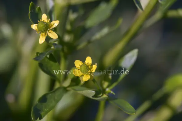 Fokus-Natur Bild