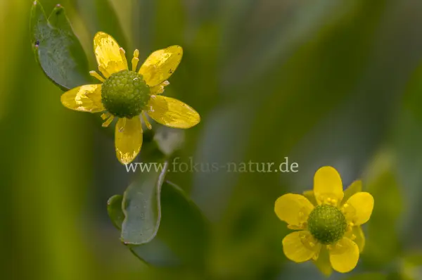 Fokus-Natur Bild