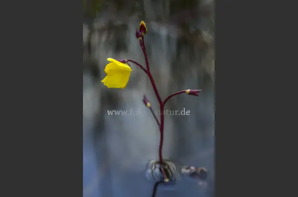Fokus-Natur Bild