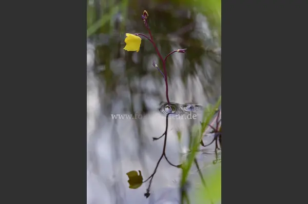 Fokus-Natur Bild