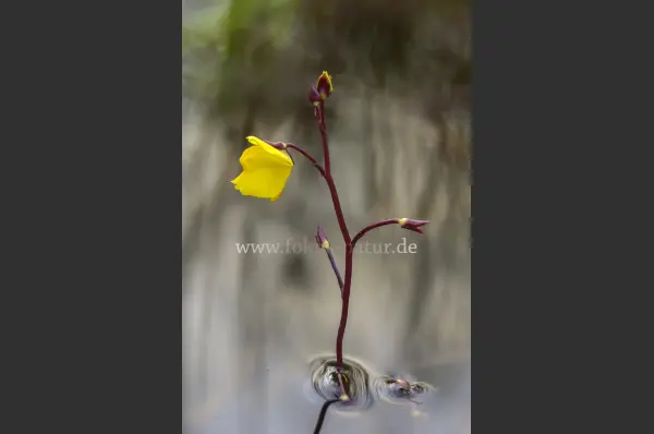 Fokus-Natur Bild