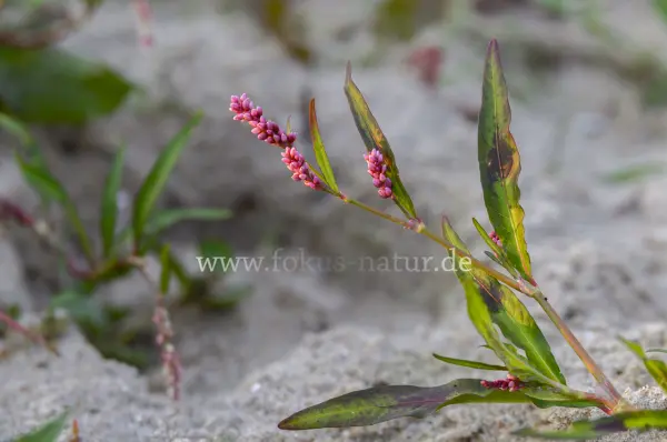 Fokus-Natur Bild