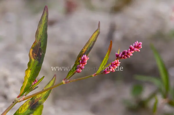 Fokus-Natur Bild