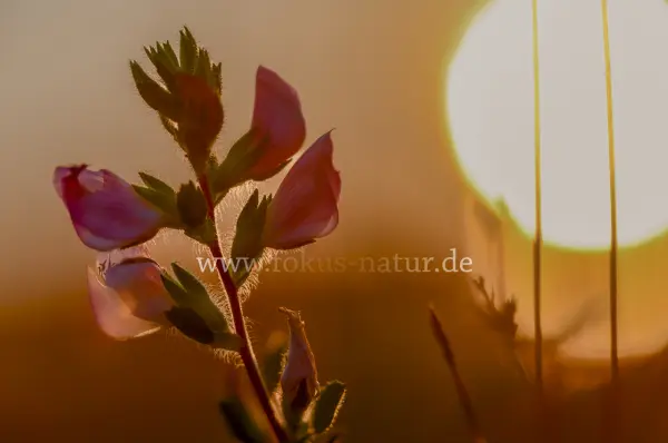 Fokus-Natur Bild