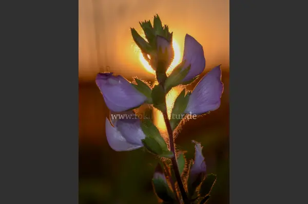 Fokus-Natur Bild