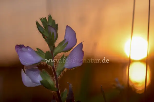 Fokus-Natur Bild