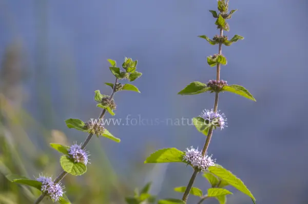 Fokus-Natur Bild