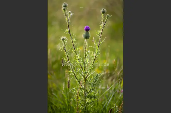 Fokus-Natur Bild