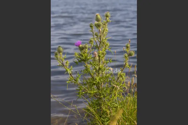 Fokus-Natur Bild