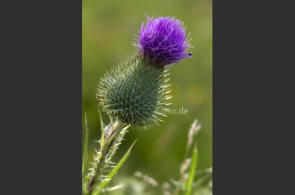 Fokus-Natur Bild