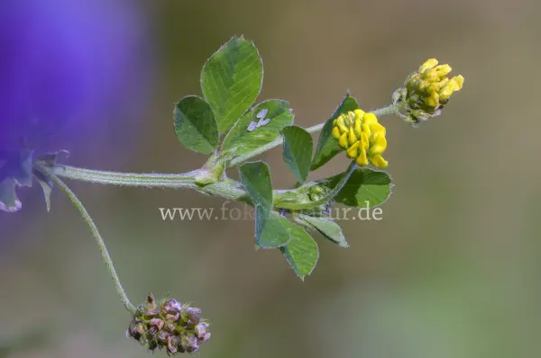 Fokus-Natur Bild