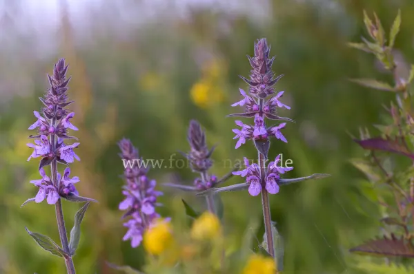 Fokus-Natur Bild