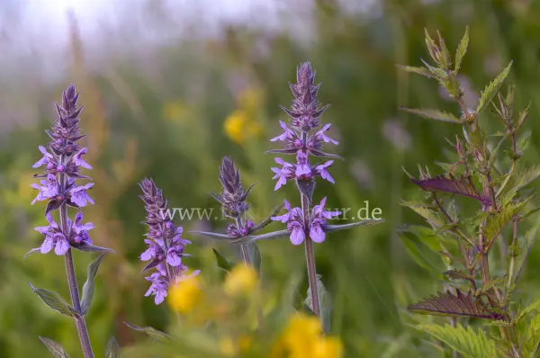 Fokus-Natur Bild