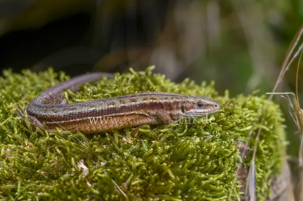 Fokus-Natur Bild