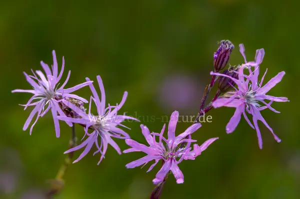 Fokus-Natur Bild