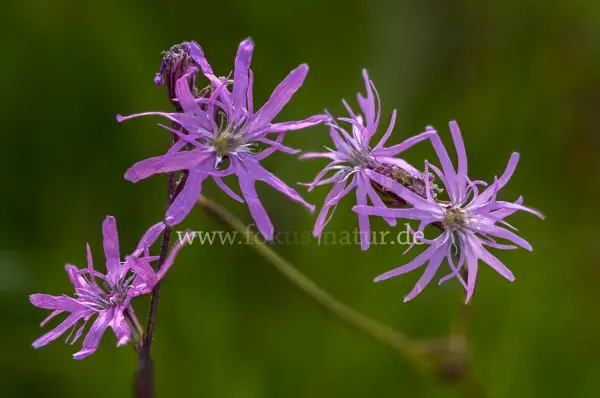 Fokus-Natur Bild