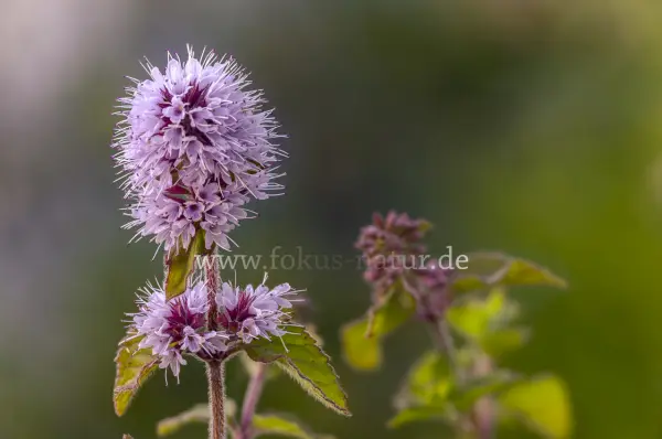 Fokus-Natur Bild