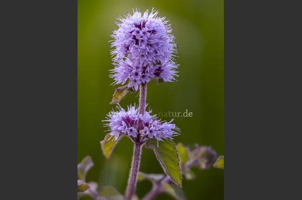 Fokus-Natur Bild