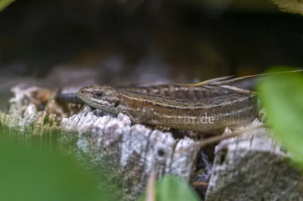Fokus-Natur Bild