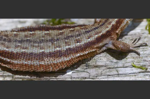 Fokus-Natur Bild