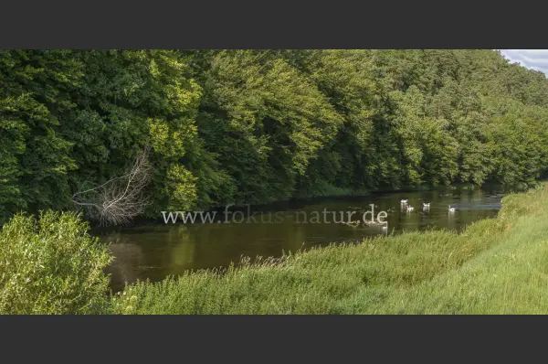 Fokus-Natur Bild